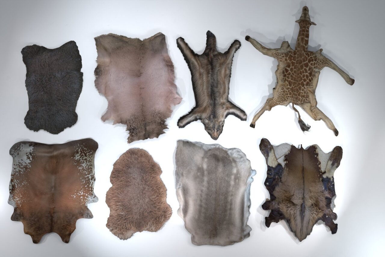 Unity Asset Soldier | 【SALE】 Animal pelts volume 4 高品質な動物の毛皮 50%オフ 2026年1月21日まで Unity Asset Soldier | 【SALE】 Animal pelts volume 4 高品質な動物の毛皮 50%オフ 2026年1月21日まで