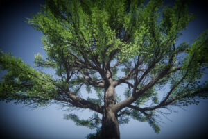 Big Oak Tree FREE   3D Vegetation   Unity Asset Store