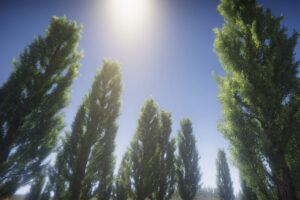 Big Poplar Tree FREE   3D Vegetation   Unity Asset Store