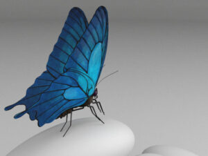 Butterfly  Animated    Characters   Unity Asset Store