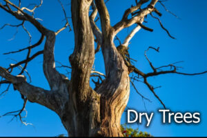 Dry Trees   3D Trees   Unity Asset Store