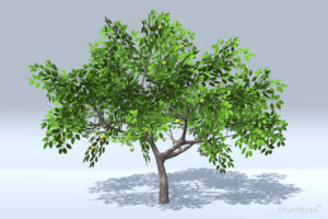 Lemon Trees   3D Trees   Unity Asset Store