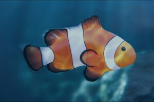 Animated Clownfish   Characters   Unity Asset Store