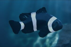 Clownfish Black Ocellaris   Characters   Unity Asset Store