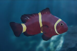 Clownfish Gold Stripped Maroon   Characters   Unity Asset Store