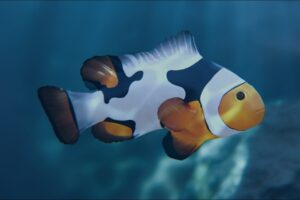 Clownfish Picasso   Characters   Unity Asset Store