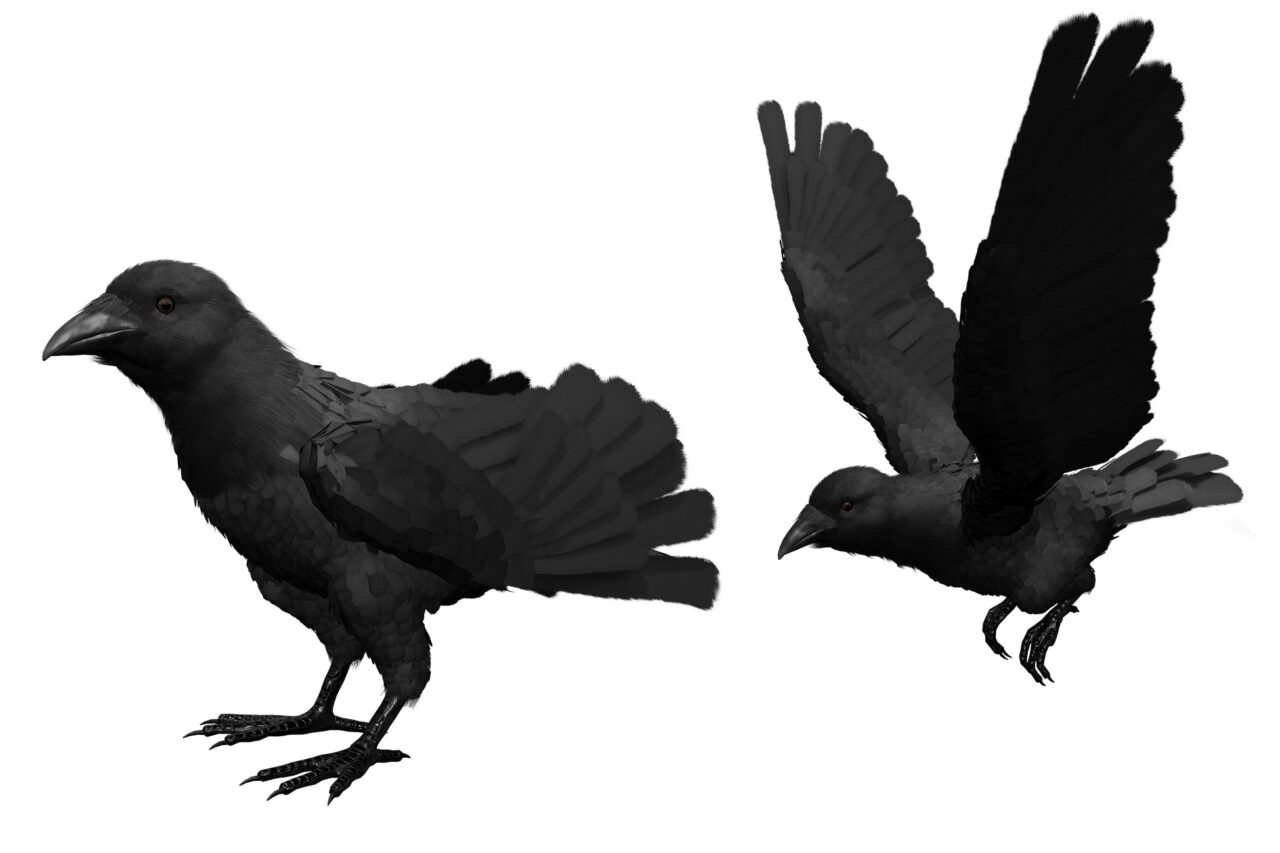 Crow Feathered Characters Unity Asset Store